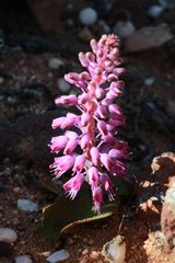 Lachenalia pallida