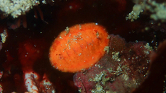 Callochiton dentatus