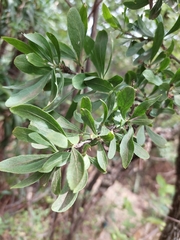 Gymnosporia buxifolia