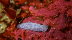 Dermatobranchus albineus