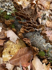 Punctularia strigosozonata
