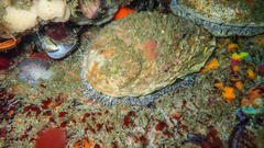 Haliotis midae