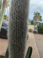 Cephalocereus senilis