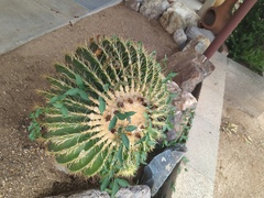 Kroenleinia grusonii