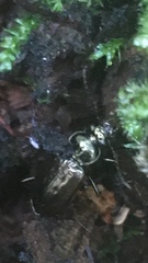 Loricera