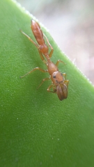 Myrmarachne ichneumon