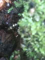 Loricera