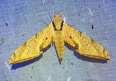 Protambulyx strigilis