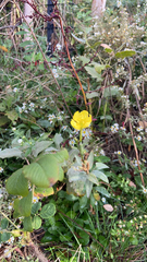 Oenothera parviflora