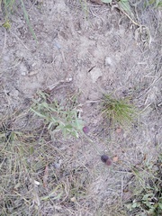 Cirsium arvense integrifolium