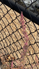 Amaranthus fimbriatus