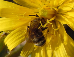 Lasioglossum marginatum