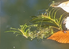 Potamogeton robbinsii