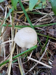 Inocybe
