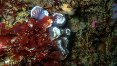 Sycozoa arborescens