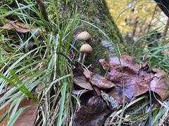Micacei
