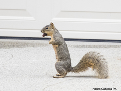 Sciurus niger