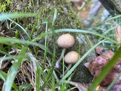Micacei