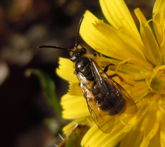 Lasioglossum marginatum