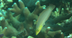 Halichoeres solorensis