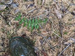 Dryopteris cristata