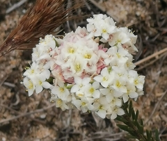 Lachnaea densiflora