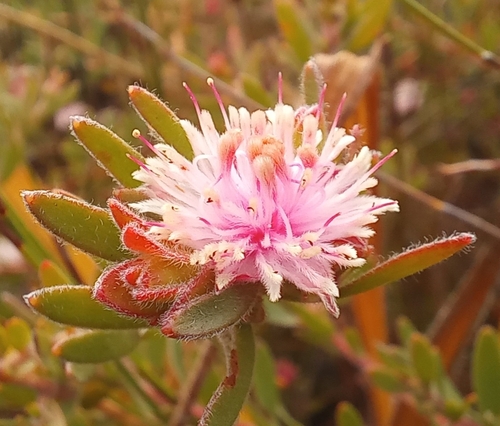 Spreading Diastella (Diastella divaricata)