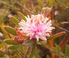 Spreading Diastella (Diastella divaricata)