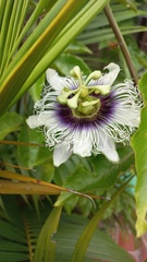 Passiflora edulis flavicarpa