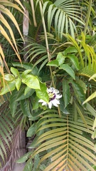 Passiflora edulis flavicarpa