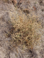 Pelargonium dolomiticum