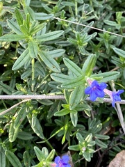 Glandora prostrata