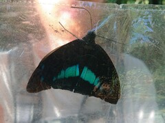 Archaeoprepona demophon