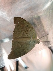 Archaeoprepona demophon