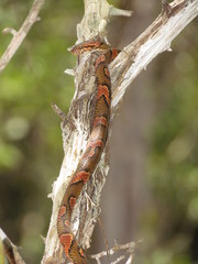 Leptodeira frenata