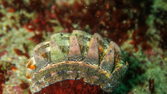 Rhyssoplax polita