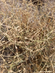 Pelargonium dolomiticum