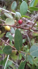 Myrcia