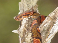 Leptodeira frenata