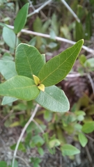 Myrcia