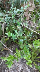 Myrcia