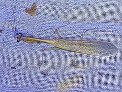 Parastagmatoptera
