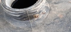 Epilachna paenulata