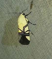 Eusceptis flavifrimbriata