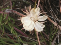 Dimorphotheca pluvialis