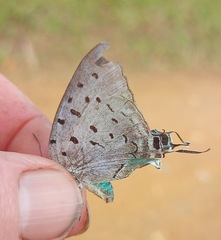 Pseudolycaena damo
