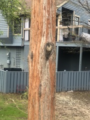 Chamaecyparis pisifera