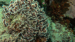 Corallina officinalis