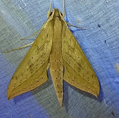 Xylophanes anubus