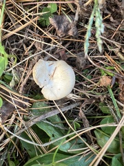 Cuphophyllus pratensis